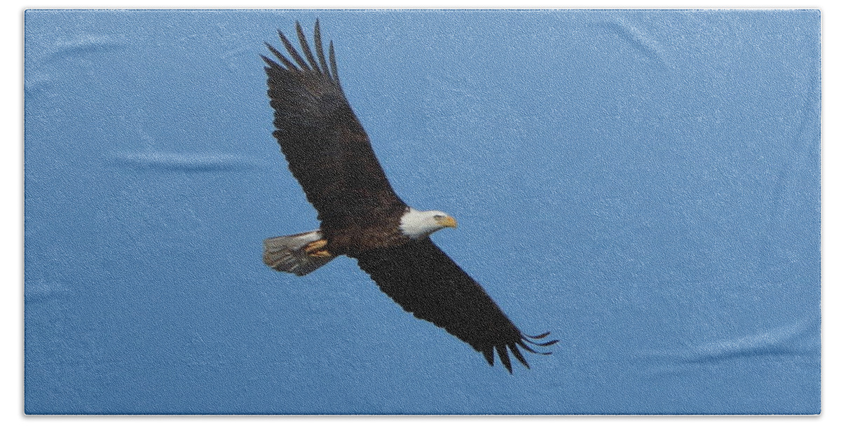 Bald Eagle Beach Towel featuring the photograph Bald Eagle at Bosque del Apache by Steve Wolfe