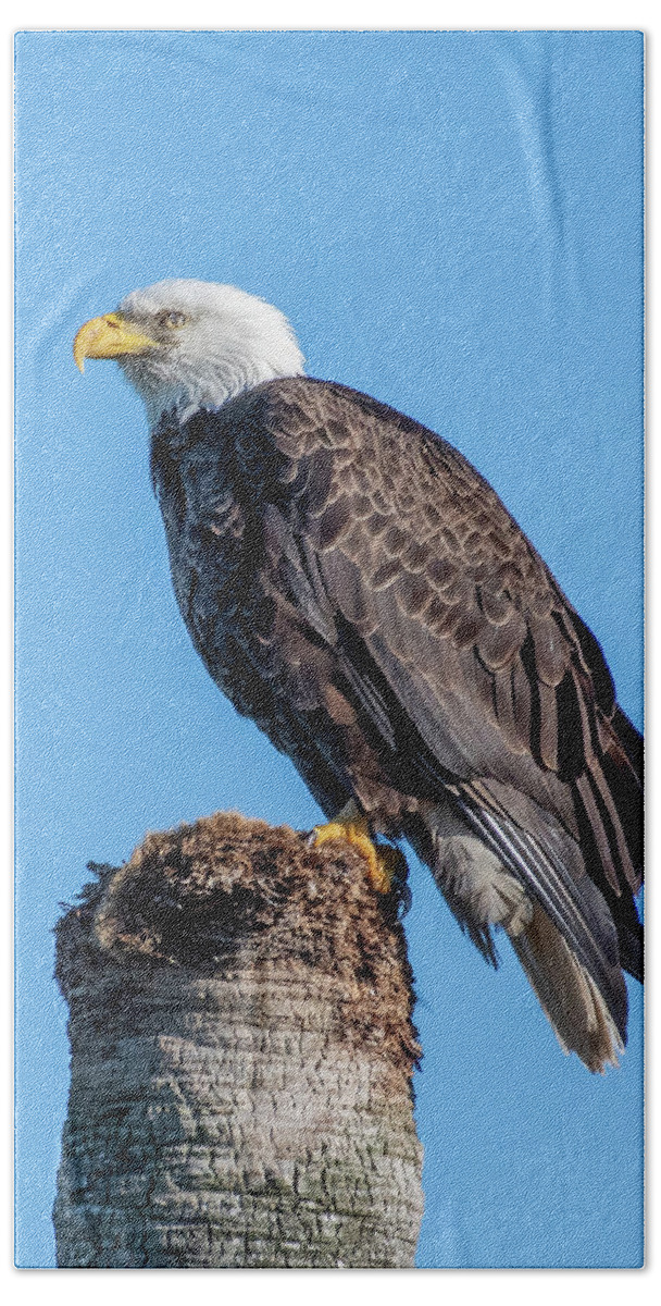 Bald Eagle Beach Towel featuring the photograph Bald Eagle on Dead Sable Palm by Bradford Martin