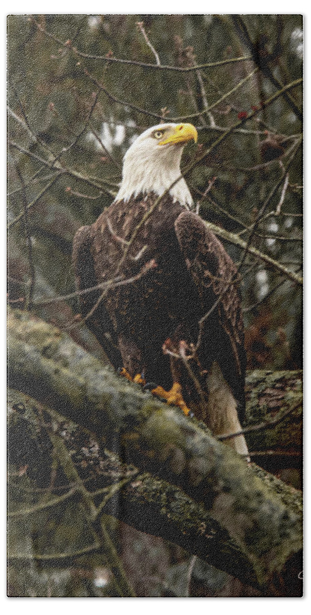 Bird Beach Towel featuring the photograph Bald Eagle perched by Jamie Tyler