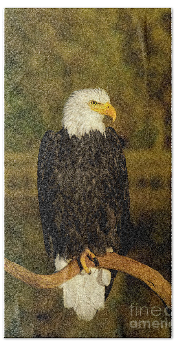 Dave Welling Beach Towel featuring the photograph Bald Eagle Perched On Snag by Dave Welling