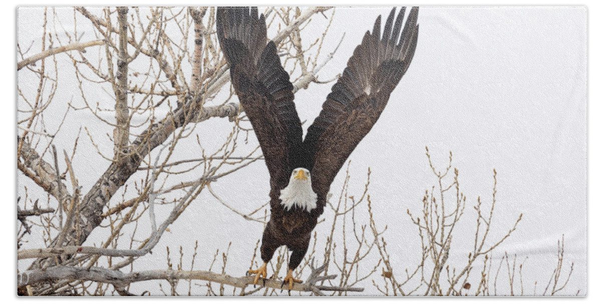 Bald Eagle Beach Towel featuring the photograph Bald Eagle Stretches High for Launch by Tony Hake