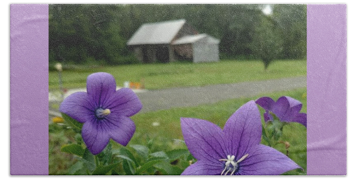 Balloon Flower Beach Towel featuring the photograph Balloon Flowers and Barn by Vicki Noble