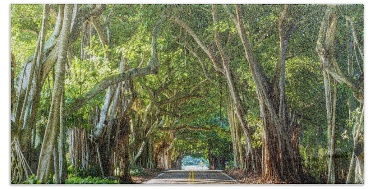 Banyan Tree Beach Towel featuring the photograph Banyan Tree Tunnel by Stefan Mazzola