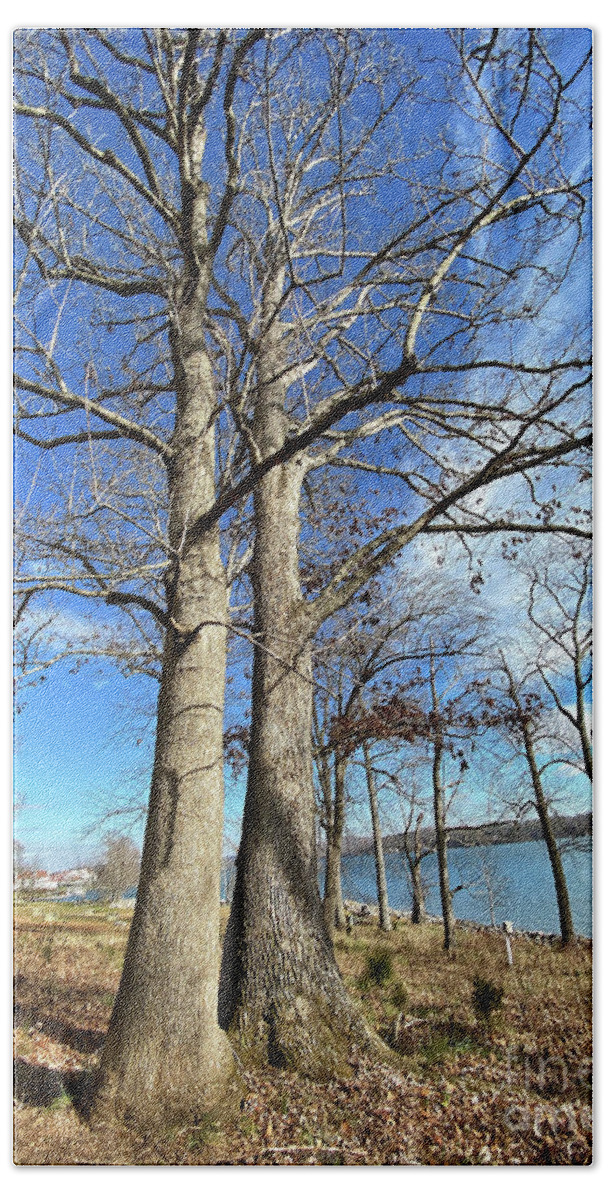 Trees Beach Towel featuring the photograph Bare Branches and Blue Sky by Kerri Farley