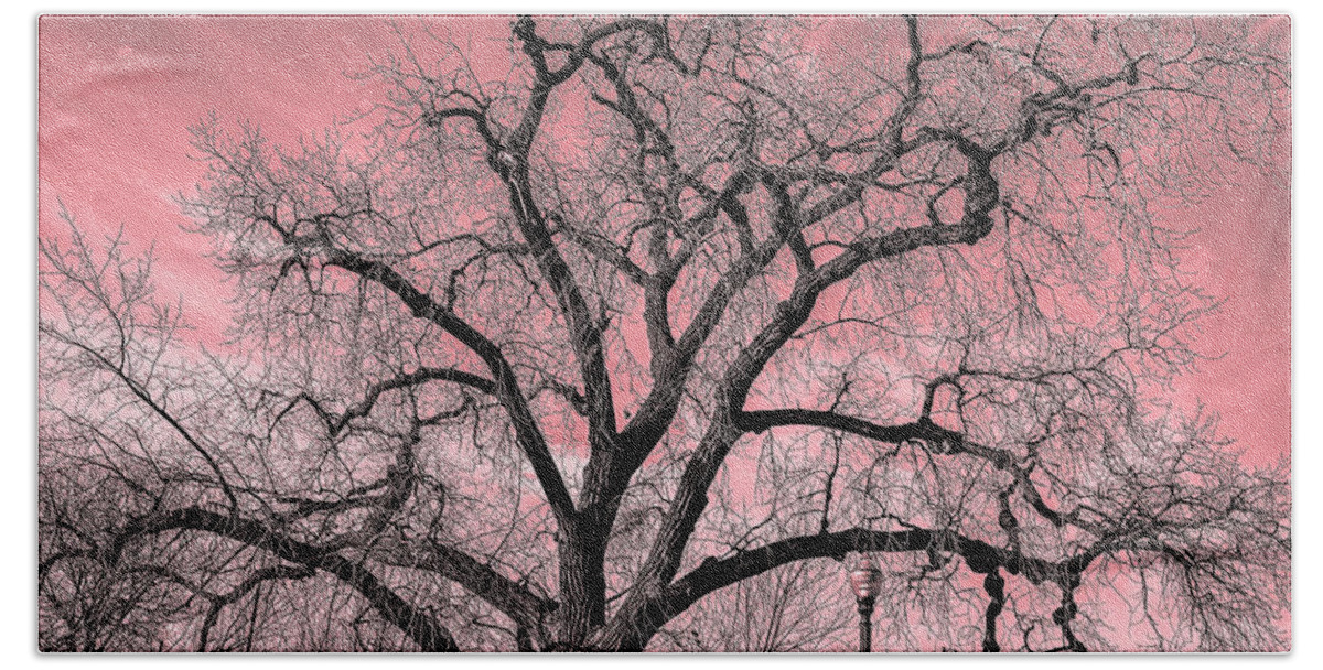 Bare Tree Red Beach Towel featuring the photograph Bare Tree by David Morehead
