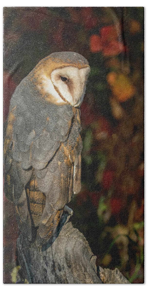 Barn Owl Beach Towel featuring the photograph Barn Owl in Autumn by Dawn Key