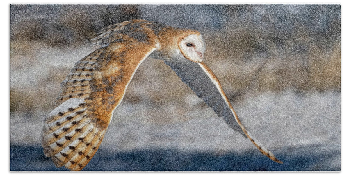 Barn Owls Beach Towel featuring the photograph Barn Owl in Flight by Judi Dressler