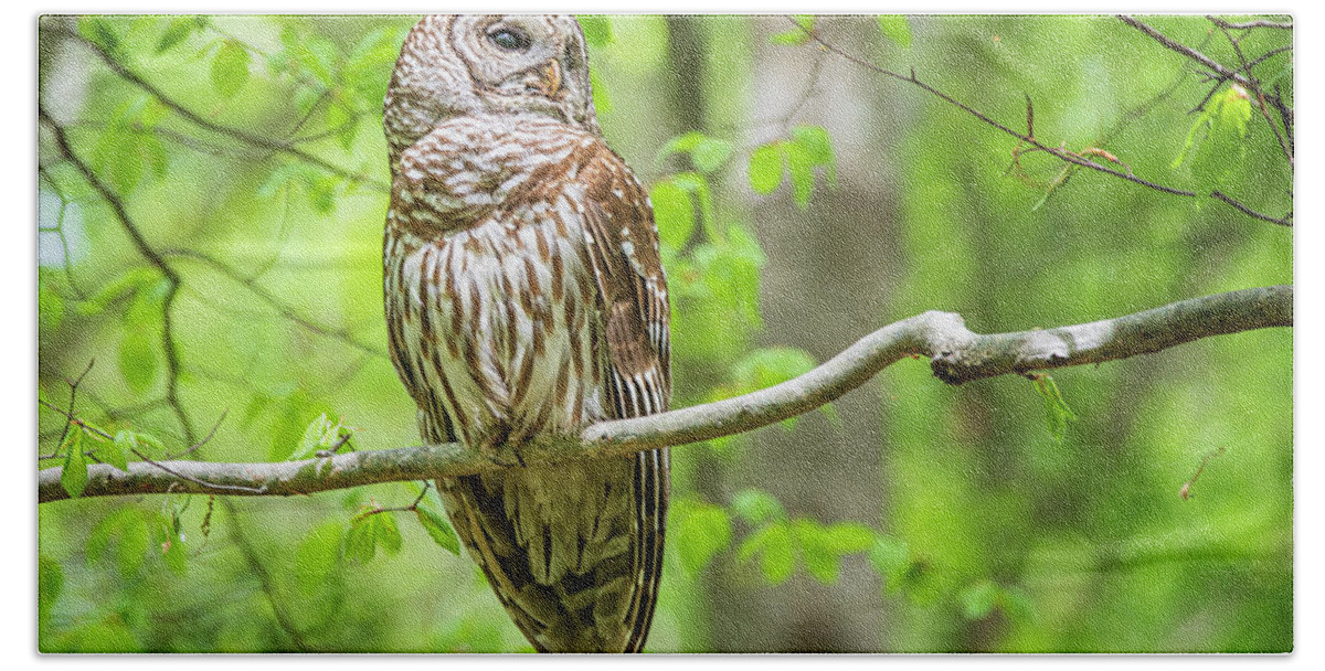 Strix Varia Beach Towel featuring the photograph Barred Owl at Cliffs of the Neuse by Bob Decker