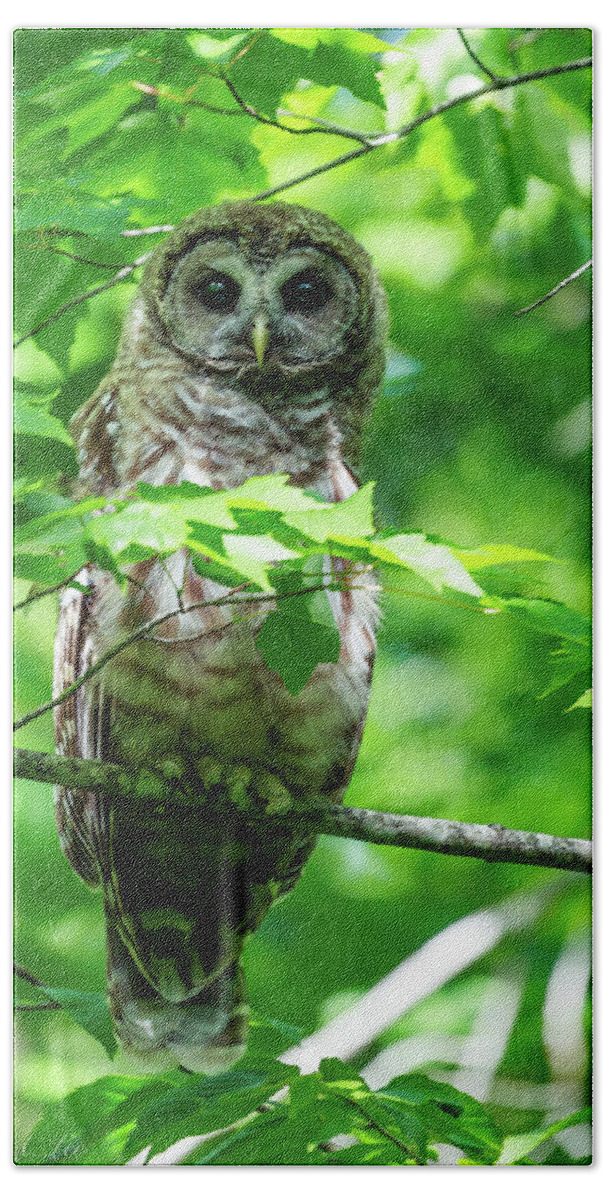 Wildlife Beach Towel featuring the photograph Barred Owl by David Lee