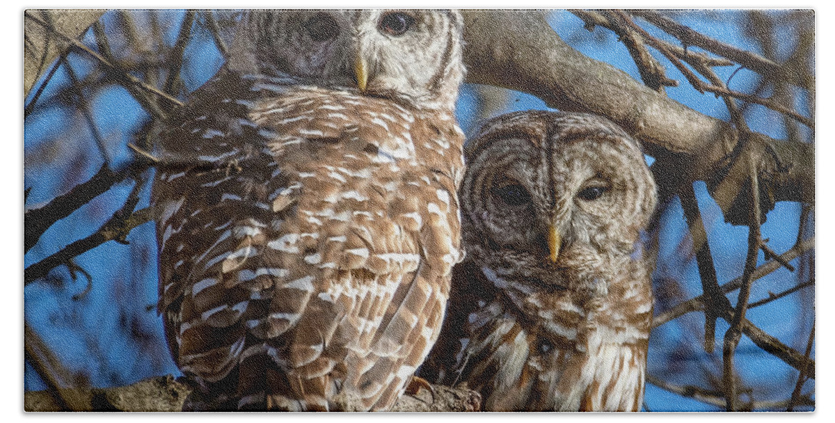 Animal Beach Towel featuring the photograph Barred Owl Pair by Brian Shoemaker