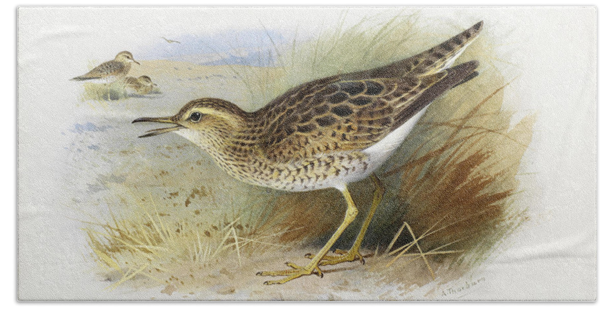 Archibald Thorburn Beach Towel featuring the drawing Bartram's Plover by Archibald Thorburn