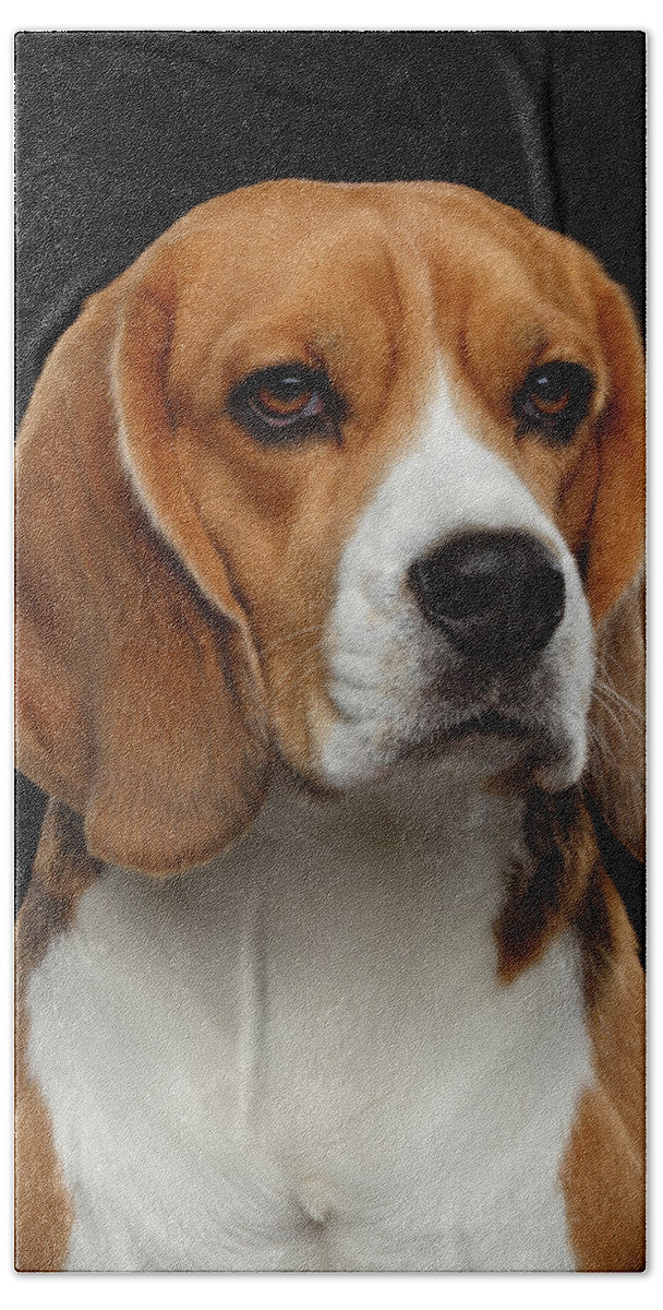 Animal Beach Towel featuring the photograph Beagle by Sergey Taran