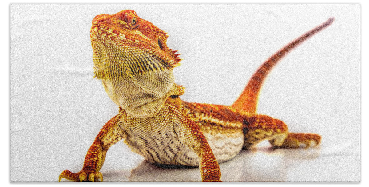 Bearded Dragon Beach Towel featuring the photograph Bearded Dragon on white by Bruce Block