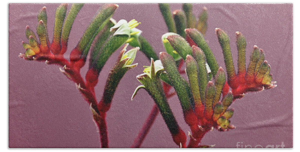 Kangaroo Paw Beach Towel featuring the photograph Beautiful close up of Australian red and green Kangaroo Paw flower, against a pink purple background by Milleflore Images