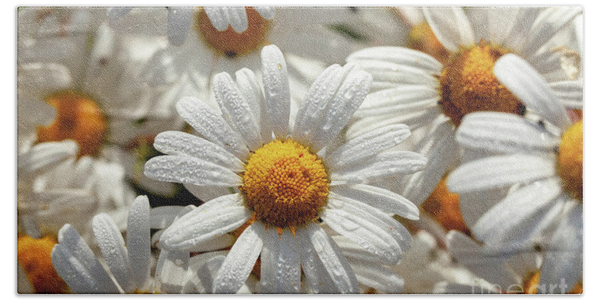 Daisies Beach Towel featuring the photograph Beautiful large wild daisies with water drops by Simon Bratt