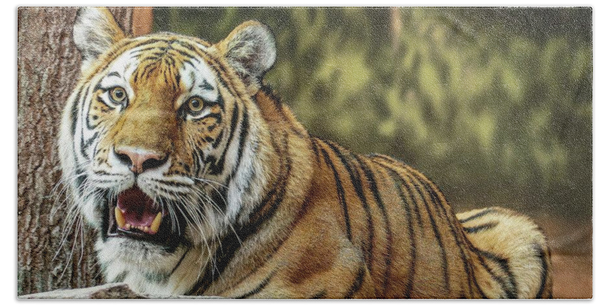 Amur Tiger Beach Towel featuring the photograph Beautiful Markings by Deb Beausoleil