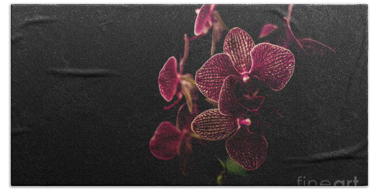 Orchid Beach Towel featuring the photograph Beautiful orchid flower on dark background 2 by Jelena Jovanovic