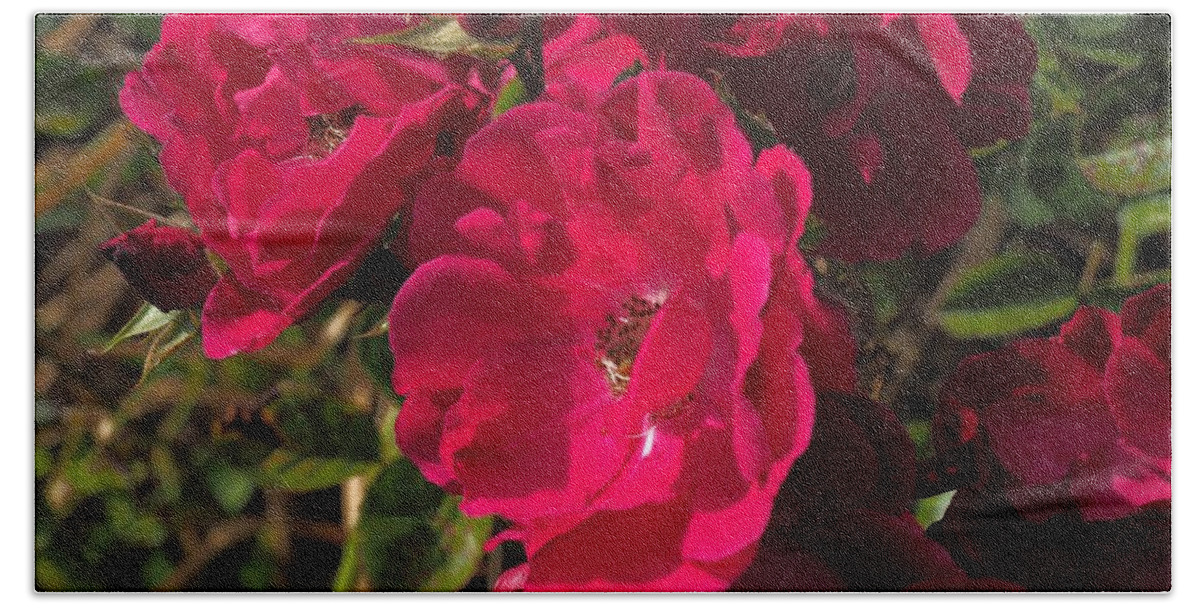 Botanical Beach Towel featuring the photograph Beautiful Red Roses by Richard Thomas