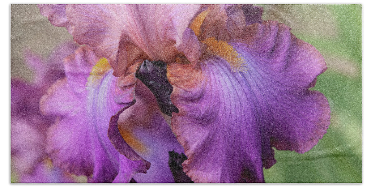 Jenny Rainbow Fine Art Photography Beach Towel featuring the photograph Beauty of Irises. Cranberry Ice Closeup by Jenny Rainbow