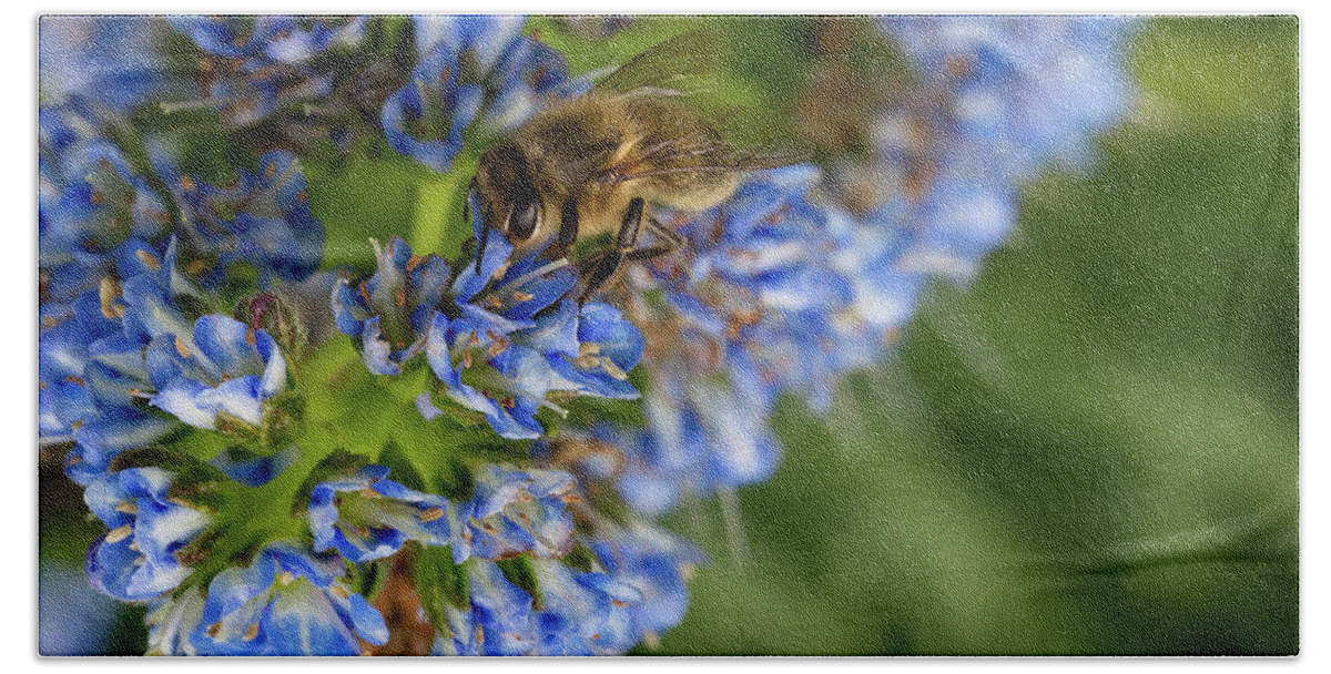 Echium Fastuosum Beach Towel featuring the photograph Bee on a blue Echium Fastuosum by Jean-Luc Farges