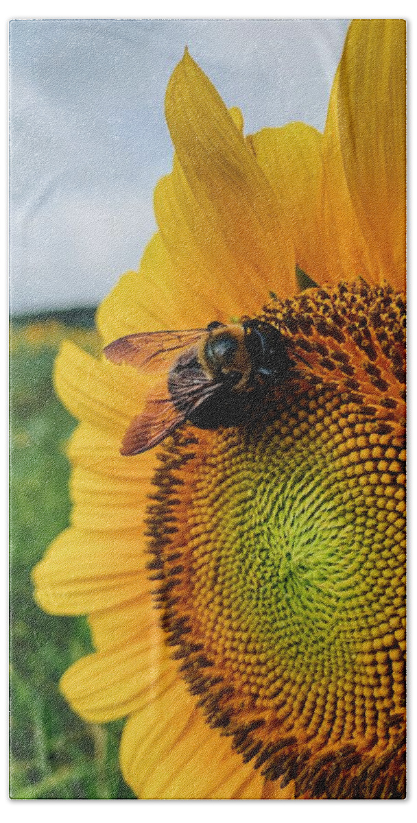 Bee Beach Towel featuring the photograph Bee on Sunflower by Rick Nelson