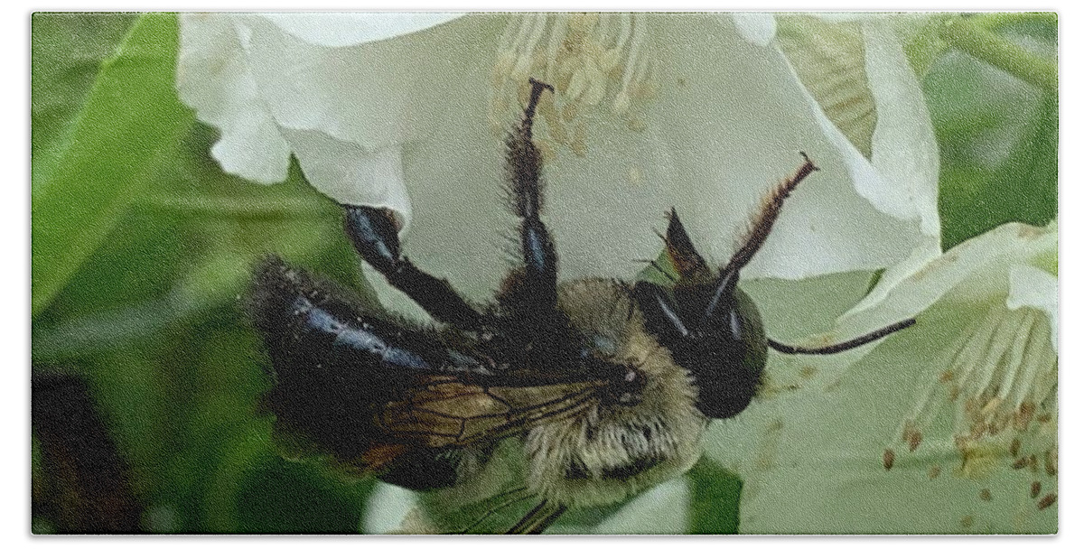 Bee Beach Towel featuring the photograph Bee Smart by Catherine Wilson