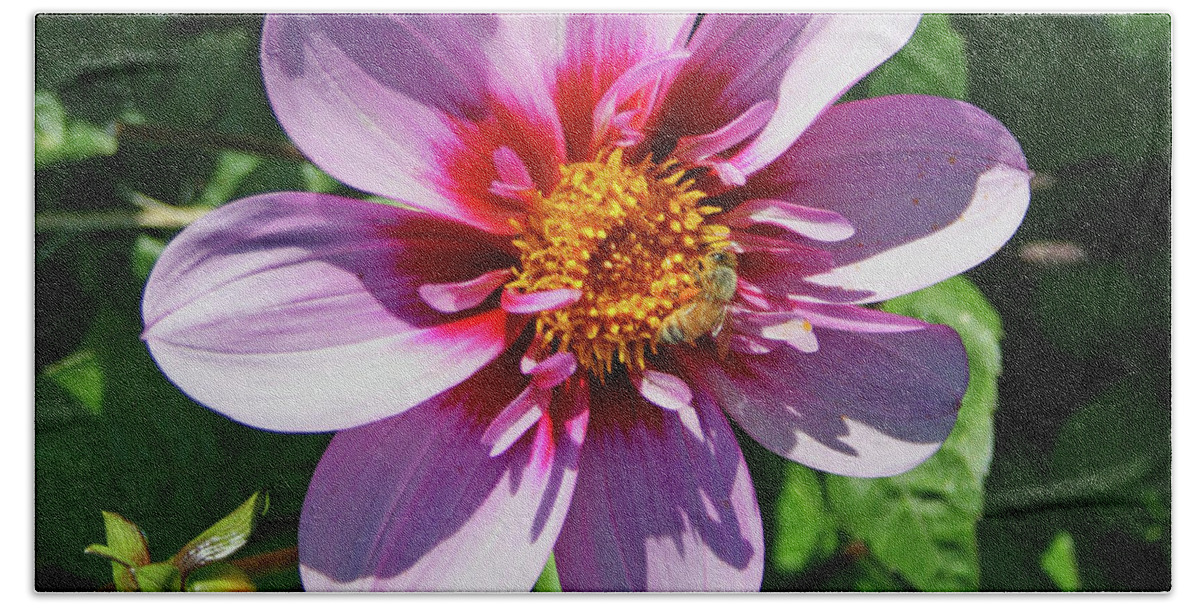 Bee Visits Flower By Norma Appleton Beach Towel featuring the photograph Bee Visits Flower by Norma Appleton