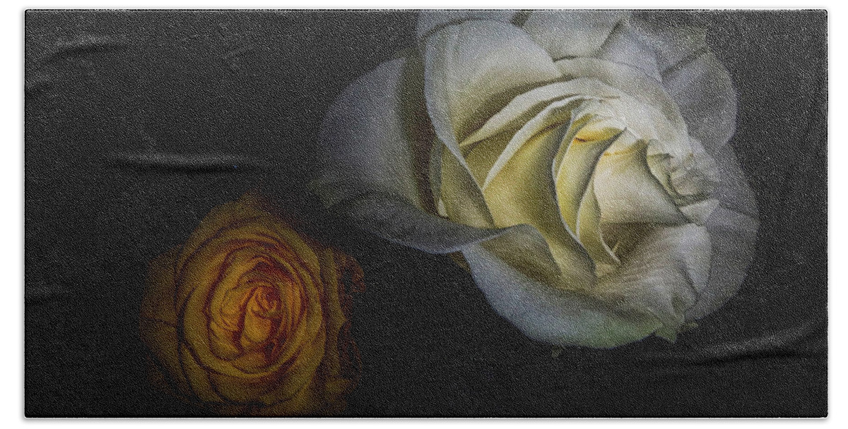 Yellow Rose Beach Towel featuring the photograph Beginning a New Friendship by Judy Hall-Folde