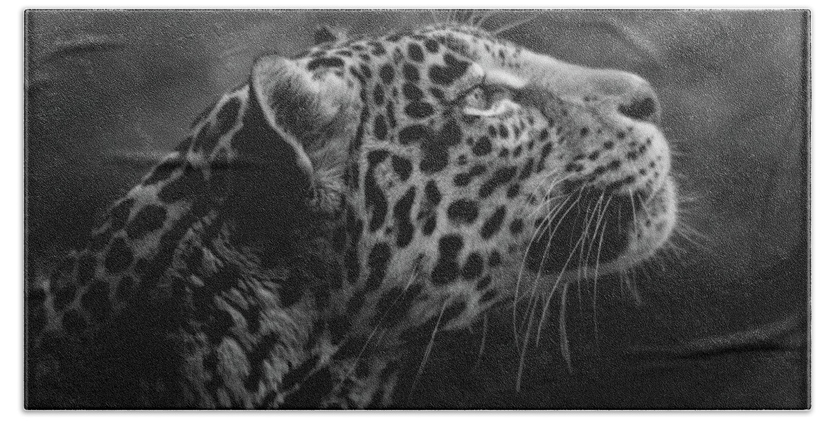 Jaguar Beach Towel featuring the photograph Bella Looking Ahead by Elaine Malott