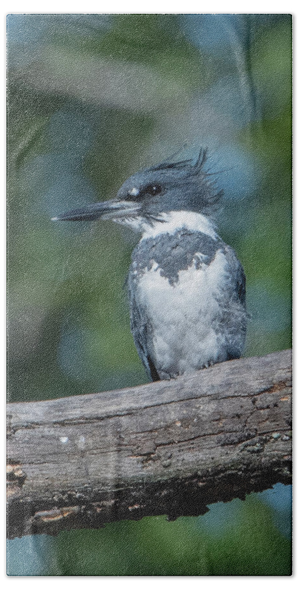 Nature Beach Towel featuring the photograph Belted Kingfisher DSB0380 by Gerry Gantt