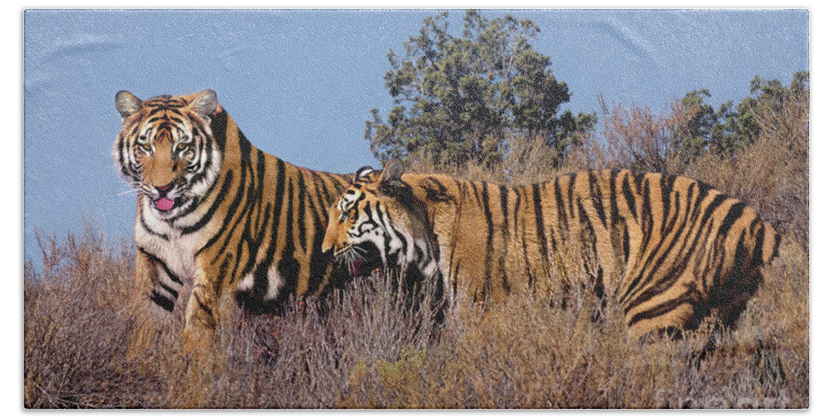 Bengal Tigers Beach Towel featuring the photograph Bengal Tigers on a Grassy Hillside by Dave Welling