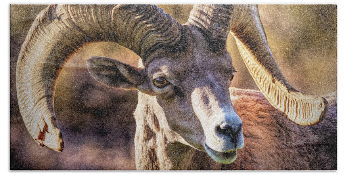 2020 Beach Towel featuring the photograph Big Horn Sheep 1 by James Sage