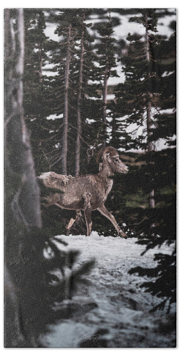  Beach Towel featuring the photograph Bighorn in Snow by William Boggs