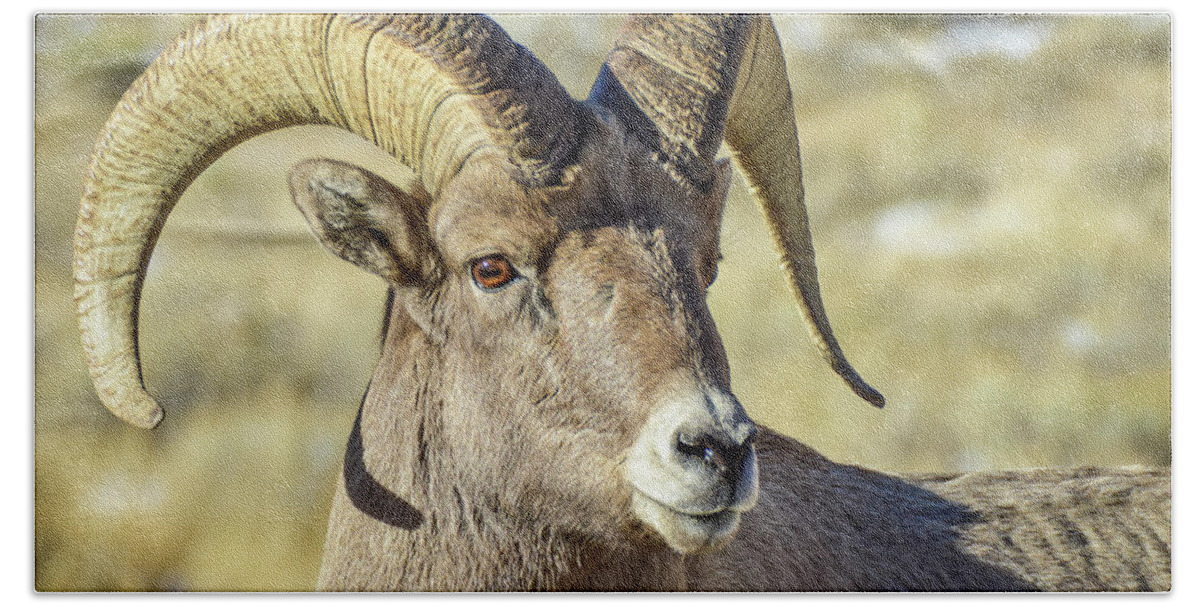Sheep Beach Towel featuring the photograph Bighorn profile by Ed Stokes