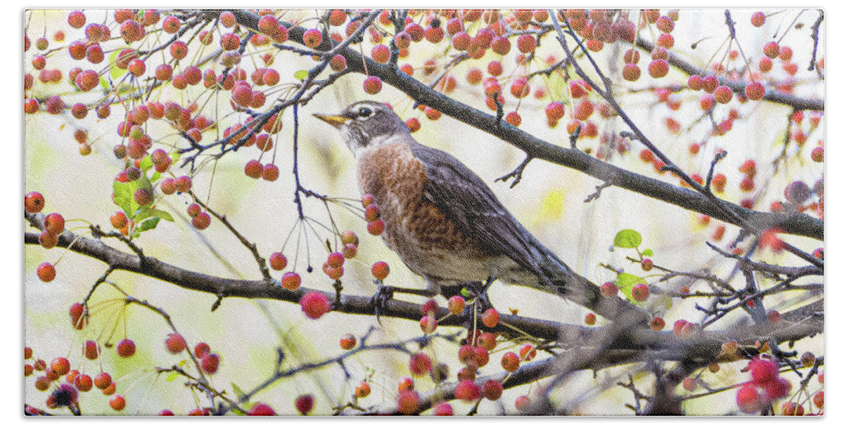 Bird Tree Red Berries Colorful Beach Towel featuring the photograph Bird in a Tree by David Morehead