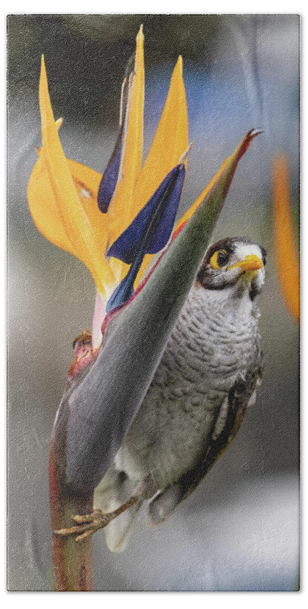 Floral Beach Towel featuring the photograph Bird of Paradise and a Noisy Miner by Rick Nelson