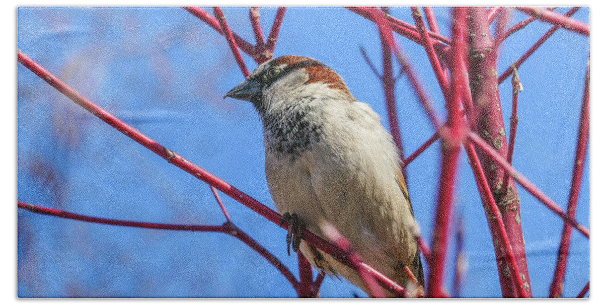 Bird Red Branches Beach Towel featuring the photograph Bird on Red Branches by David Morehead