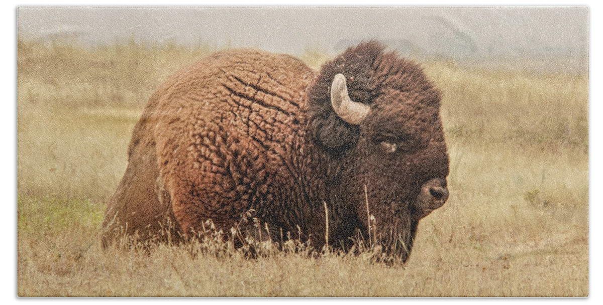 Bison Beach Towel featuring the photograph Bison at Rest in a Field by Nancy Gleason