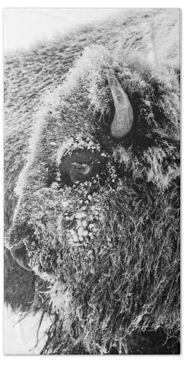 Bison Beach Towel featuring the photograph Bison portrait by D Robert Franz