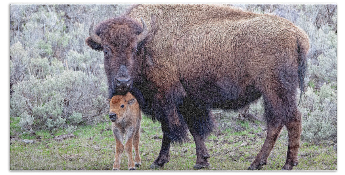 Bison Calf Beach Towel featuring the photograph Bison with Newborn Calf by Jack Bell