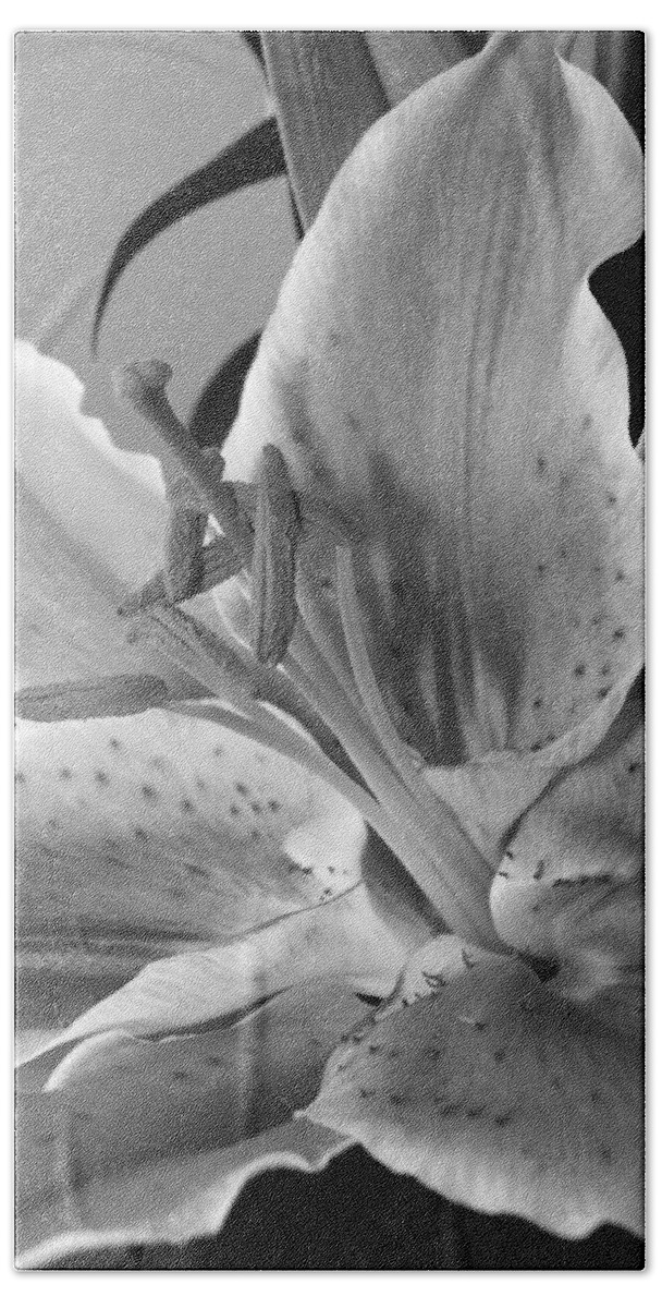 Lily Beach Towel featuring the photograph Black and White Lily 1 by Amy Fose