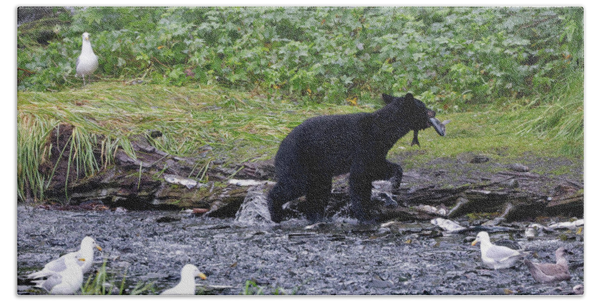 Alaska Beach Towel featuring the photograph Black Bear with Salmon by Cheryl Strahl