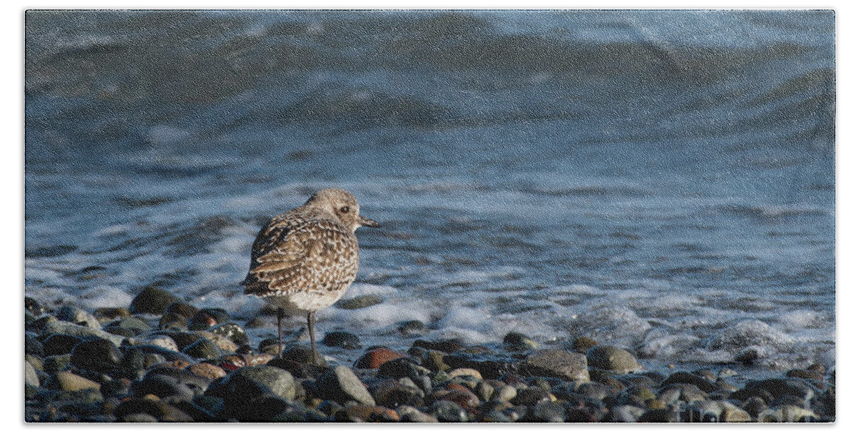 Black-bellied Plover Beach Towel featuring the photograph Black-bellied Plover on Pebbles by Nancy Gleason