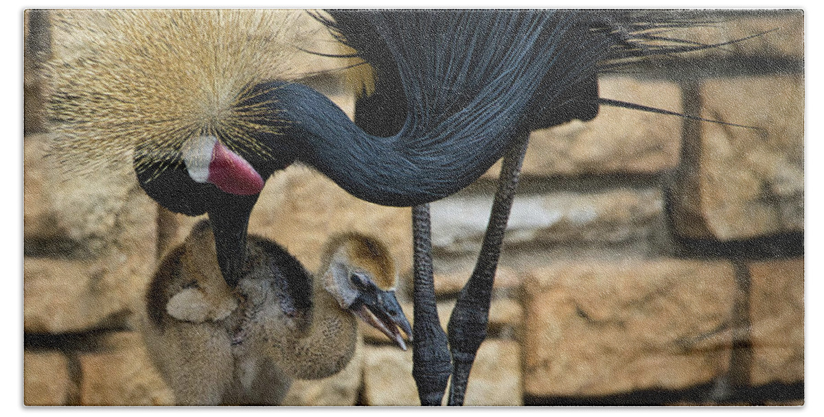 Black Beach Towel featuring the photograph African Black Crown Crane With Chick by Rene Vasquez