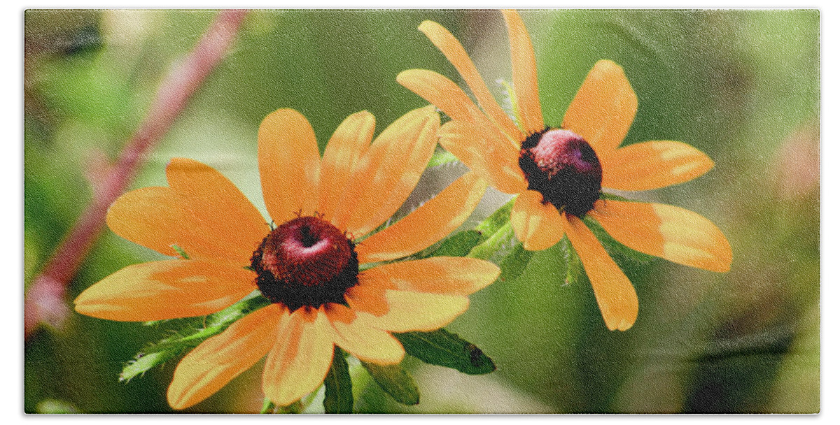 Black-eyed Susan Beach Towel featuring the photograph Black-Eyed Susan Double by Rich S