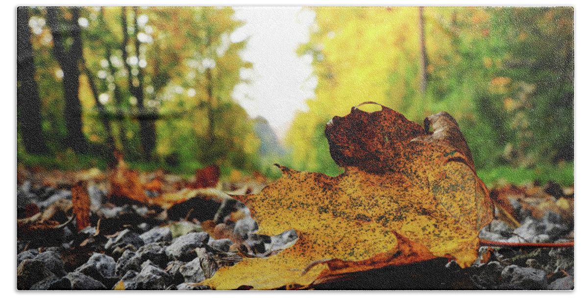 Acer Beach Towel featuring the photograph Black spotted yellow marple leaf on gravel road which surrounded forest, which playing many colors. Pinch of autumn in semptember by Vaclav Sonnek