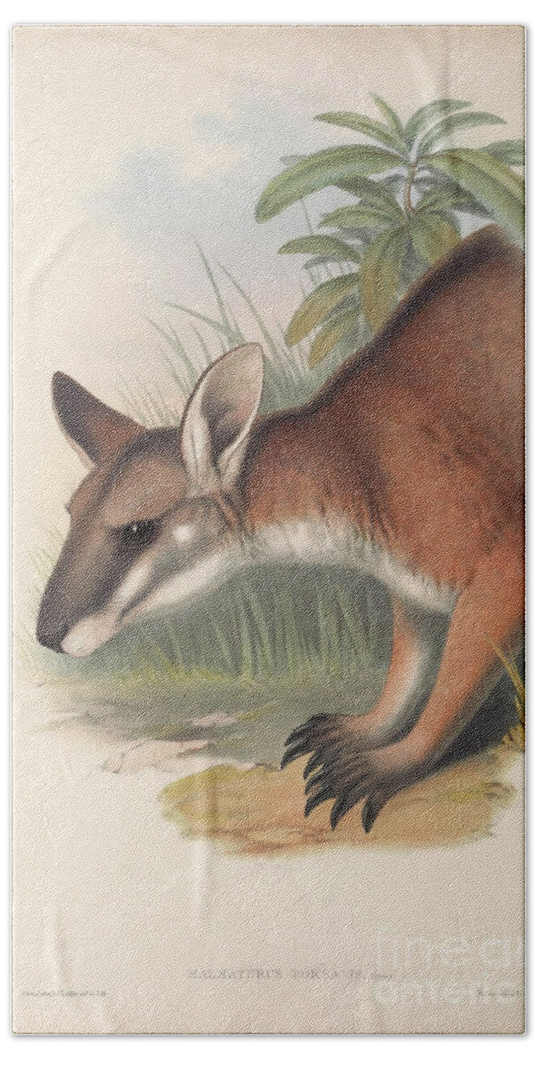 Macropod Beach Towel featuring the drawing black-striped wallaby Notamacropus dorsalis c4 by Historic Illustrations