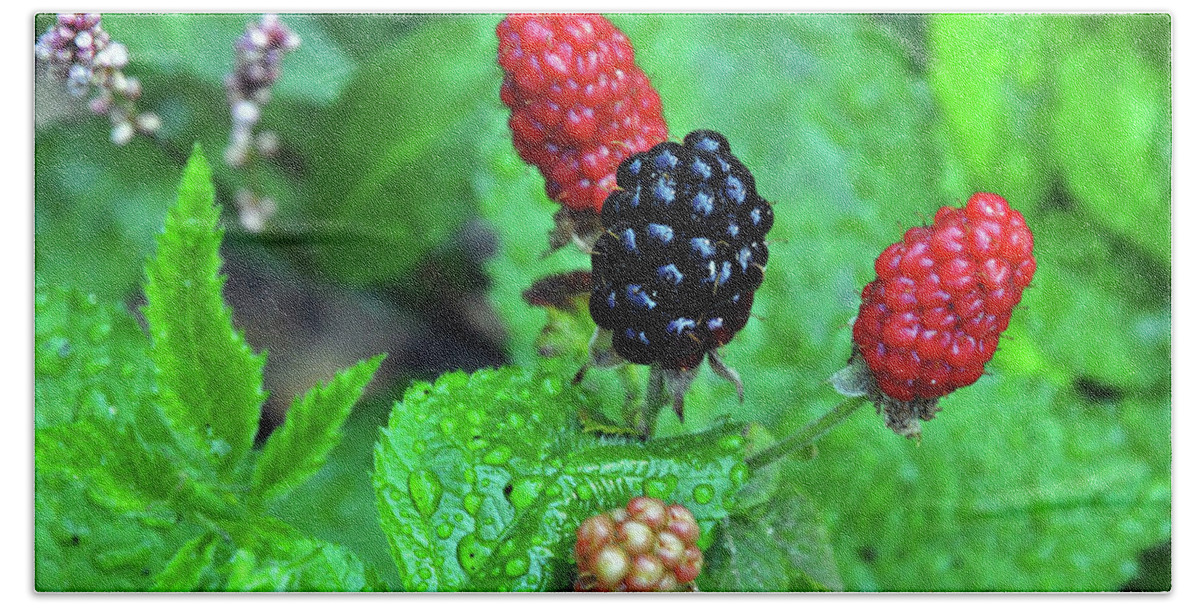Mouthwatering Beach Sheet featuring the photograph Blackberries by Kay Lovingood