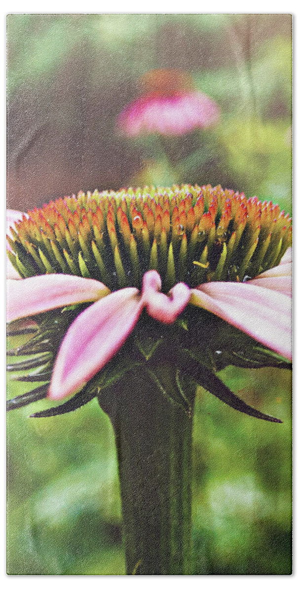 Purple Beach Towel featuring the photograph Blacksamson Echinacea Up Close by Rick Nelson