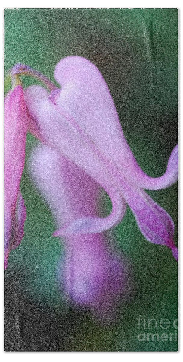 Macrophotography Beach Towel featuring the photograph Bleeding Heart 1 by Stephanie Gambini